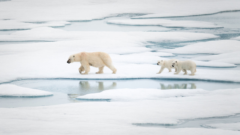 Một hãng du lịch của Đài Loan trong lúc khảo sát điểm du lịch thì tình cờ phát hiện gia đình gấu Bắc Cực gồm 3 con (nguồn ảnh: CNA)