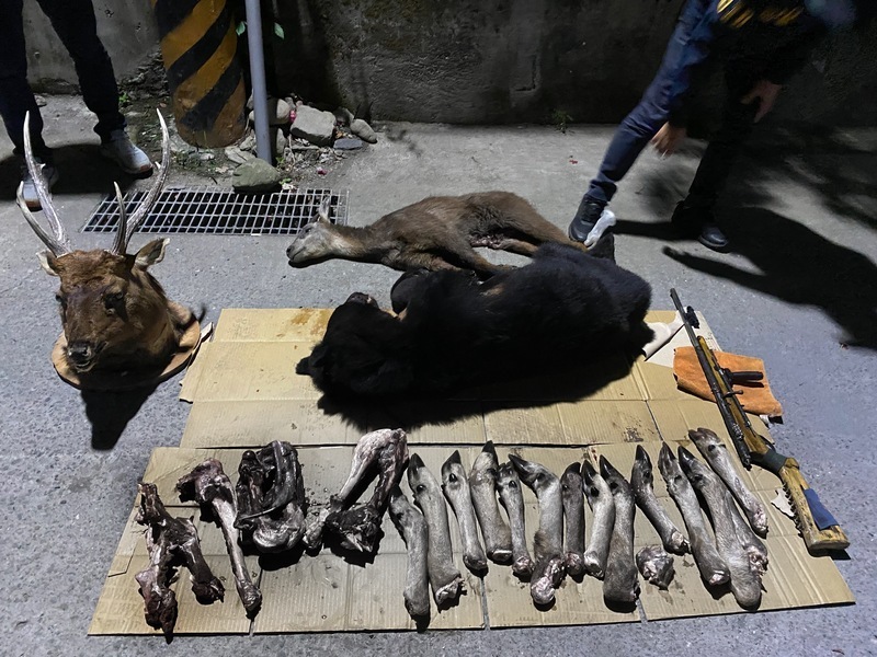 Trong tủ lạnh của một nhà dân tại làng Wutai – Bình Đông đã tìm thấy xác một con gấu đen và một con dê rừng, 14 chiếc chân hươu Sambar, tiêu bản đầu hươu Sambar và một khẩu súng săn tự chế. (Nguồn ảnh: CNA/ Sở Kiểm sát Bình Đông cung cấp)