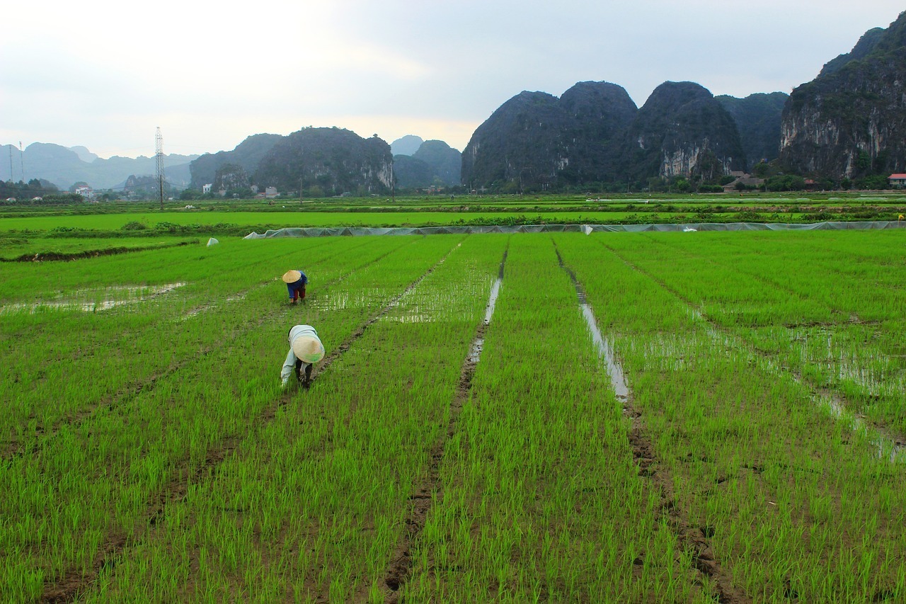 Diện tích đất dùng cho sản xuất lương thực bao gồm đất trồng trọt, chăn nuôi, chăn thả gia súc của Đài Loan là khoảng 602.000 ha, đủ để đáp ứng nhu cầu lương thực của người dân. (Ảnh minh họa: Pixabay)