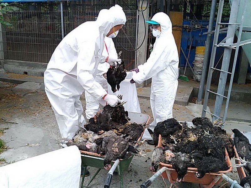 Trại chăn nuôi gà tại Bình Đông nhiễm cúm gia cầm, tiêu hủy gần 20 nghìn con gà (Ảnh tư liệu do Chính quyền huyện Bình Đông cung cấp)