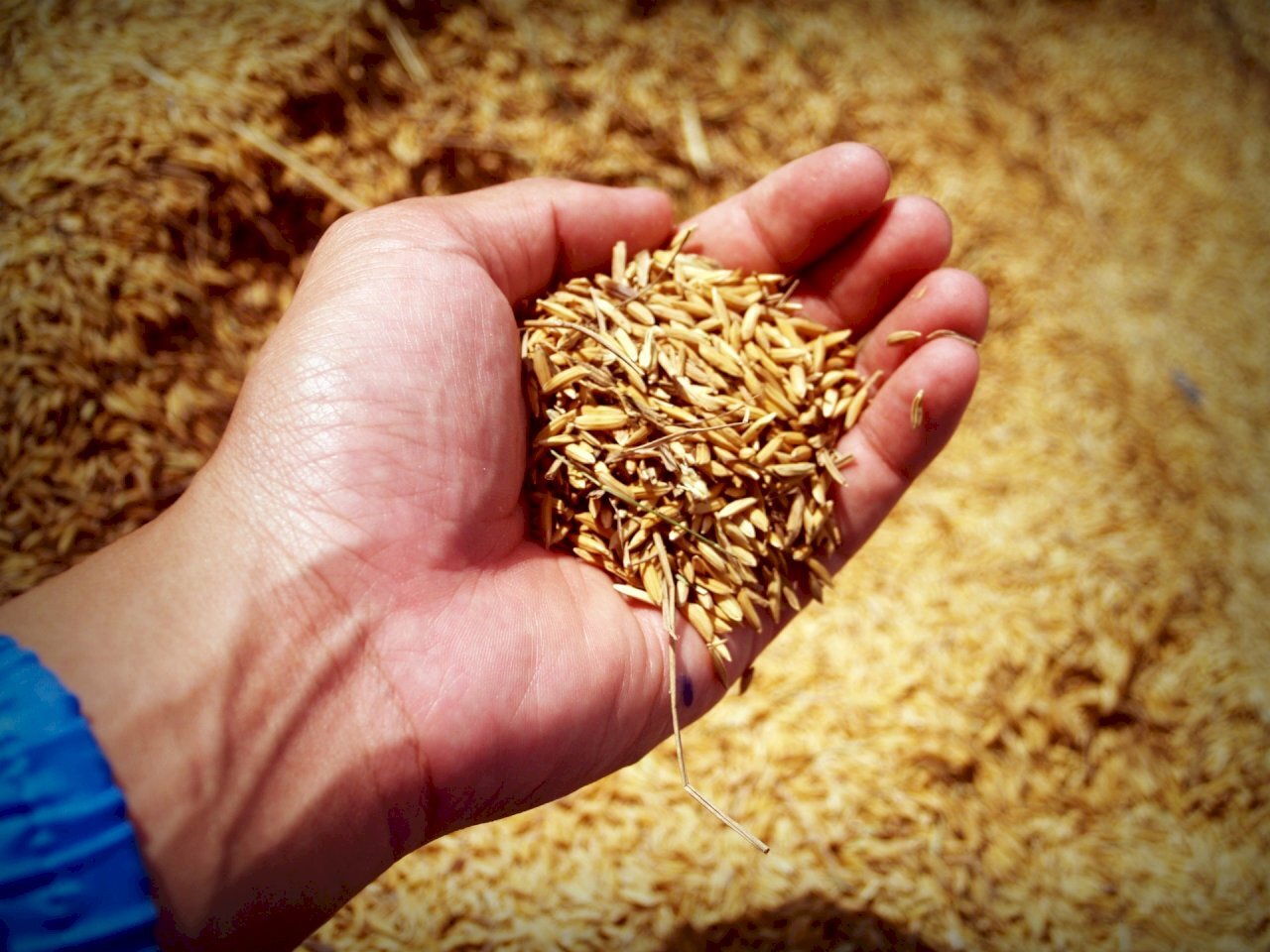 Giá gạo tại châu Á nhảy vọt lên mức cao đỉnh điểm trong vòng hơn 2 năm trở lại đây. (Ảnh minh họa: Pexels)