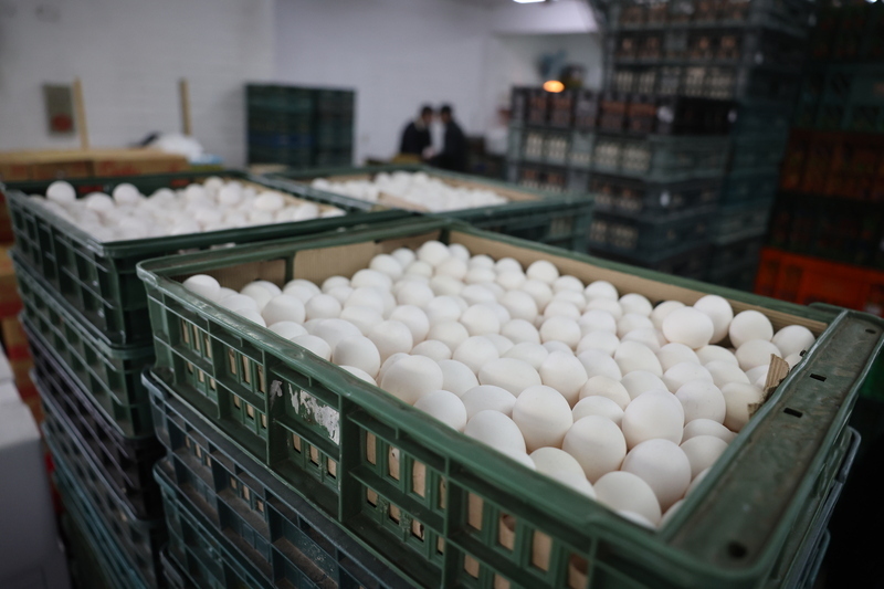 Sản lượng trứng gà trong nước đã tăng lên 118.000 thùng/ngày (CNA)