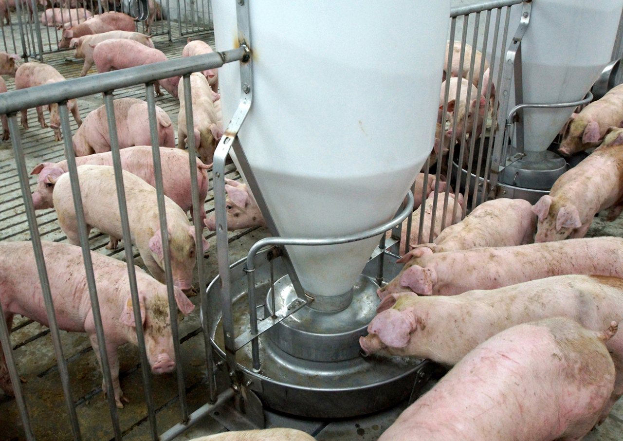 Công ty Đường mía Đài Loan khẳng định, chưa bao giờ sử dụng chất tạo nạc trong chăn nuôi lợn, chứ đừng nói gì đến chất cấm cimbuterol vốn chỉ được sử dụng trong phòng thí nghiệm. (Ảnh: website chính thức của Công ty Đường mía Đài Loan)