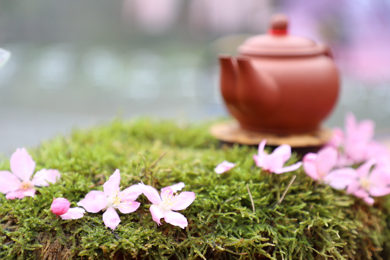 Hoạt động ngắm hoa đào và thưởng trà ở Thạch Trạo sẽ được diễn ra từ ngày 29/2-4/3 (Ảnh: Hiệp hội phát triển cộng đồng Thạch Trạo)