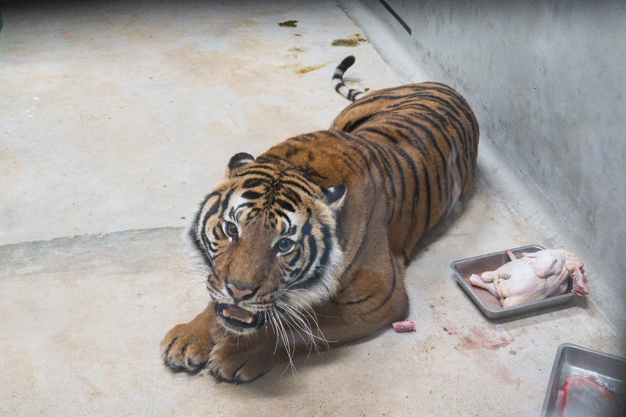 Hổ Mã Lai – phân loài cực kỳ nguy cấp từ Sở thú Le Parc des Félins của Pháp, tối ngày 1/3 đã thuận lợi tới Trung tâm kiểm dịch Sở thú thành phố Đài Bắc, dự kiến sẽ ra mắt công chúng vào tháng 4 (ảnh: Sở thú thành phố Đài Bắc cung cấp)